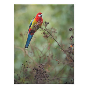 Eastern Rosella parrot - 12x16-inch fotoprint Foto Afdruk