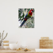 Eastern Rosella Poster (Keuken)