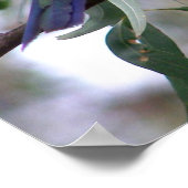 Eastern Rosella Poster (Hoek)