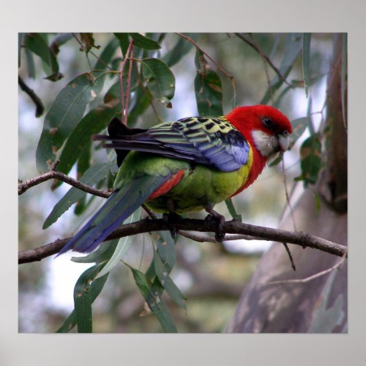 Eastern Rosella Poster (Voorkant)