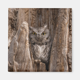 Eastern Screech Owl 2" magneet