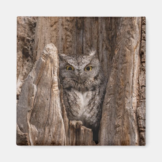 Eastern Screech Owl 2" magneet (Voorkant)