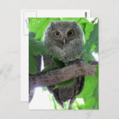 Eastern Screech Owl Briefkaart (Voorkant / Achterkant)