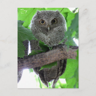Eastern Screech Owl Briefkaart