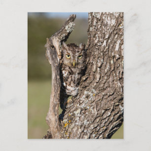 Eastern Screech Owl Briefkaart