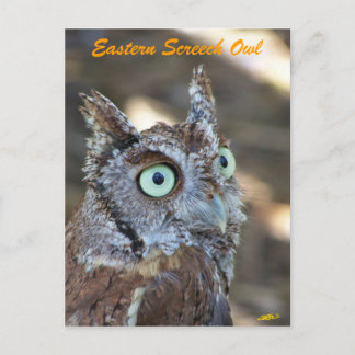 Eastern Screech Owl II Briefkaart