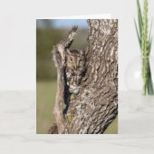 Eastern Screech Owl Kaart (Voorkant)