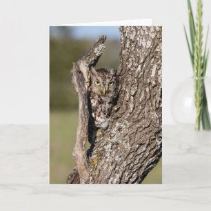 Eastern Screech Owl Kaart