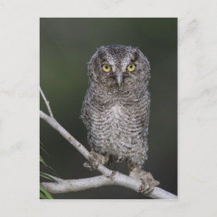 Eastern Screech Owl, Megascop asio, Otus 2 Briefkaart