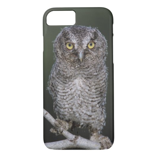 Eastern Screech Owl, Megascop asio, Otus 2 Case-Mate iPhone Case (Achterkant)