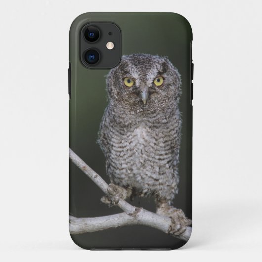 Eastern Screech Owl, Megascop asio, Otus 2 Case-Mate iPhone Case (Achterkant)