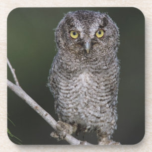 Eastern Screech Owl, Megascop asio, Otus 2 Drankjes Onderzetter