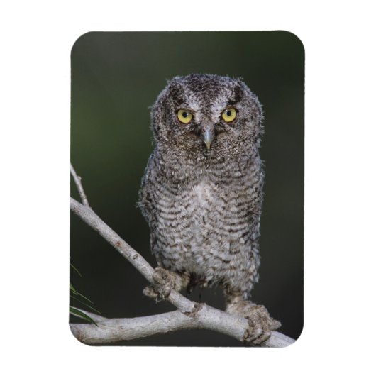 Eastern Screech Owl, Megascop asio, Otus 2 Magneet (Verticaal)