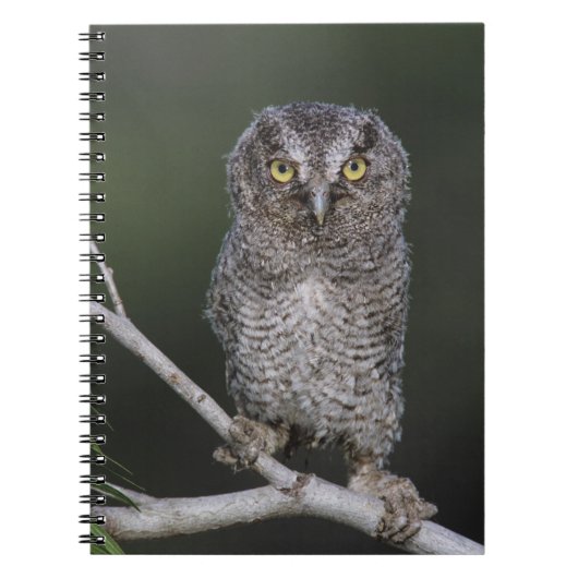 Eastern Screech Owl, Megascop asio, Otus 2 Notitieboek (Voorkant)