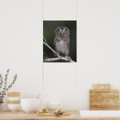 Eastern Screech Owl, Megascop asio, Otus 2 Poster (Keuken)