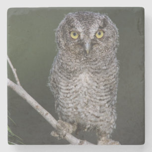 Eastern Screech Owl, Megascop asio, Otus 2 Stenen Onderzetter