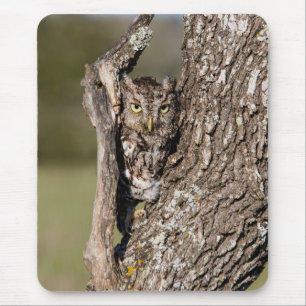 Eastern Screech Owl Muismat