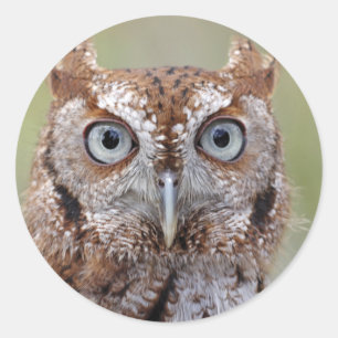 Eastern Screech Owl Photografen Ronde Sticker