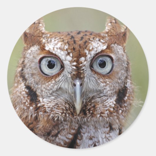 Eastern Screech Owl Photografen Ronde Sticker (Voorkant)