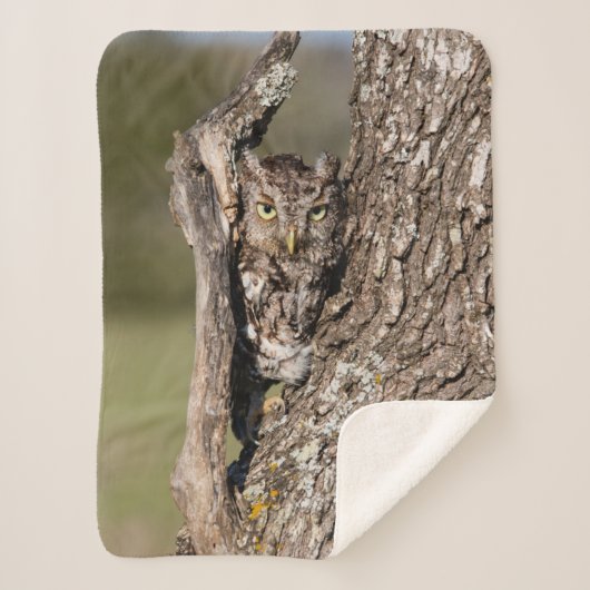 Eastern Screech Owl Sherpa Deken (Voorkant)