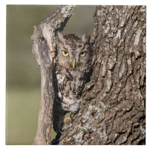 Eastern Screech Owl Tegeltje