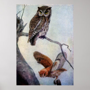 Eastern Screech Owls Poster