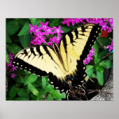 Eastern Tiger Swallowtail Butterfly #1 Poster (Voorkant)
