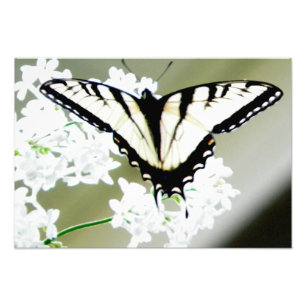Eastern Tiger Swallowtail Butterfly Foto Afdruk