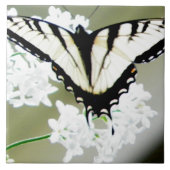 Eastern Tiger Swallowtail Butterfly Foto Tegeltje (Voorkant)