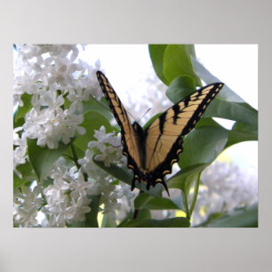 Eastern Tiger Swallowtail Butterfly op White Lila Poster