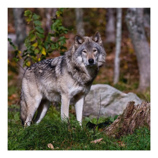 Eastern Timber Wolf Foto Afdruk (Voorkant)