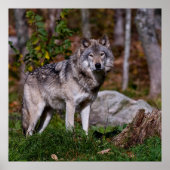 Eastern Timber Wolf Poster (Voorkant)