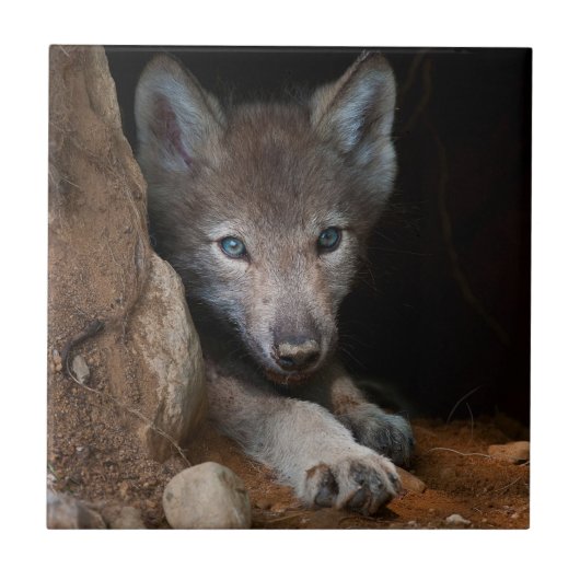 Eastern Timber Wolf Tegeltje (Voorkant)