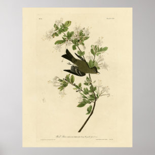 Eastern Wood Pewee van de Amerikaanse vogels van A Poster