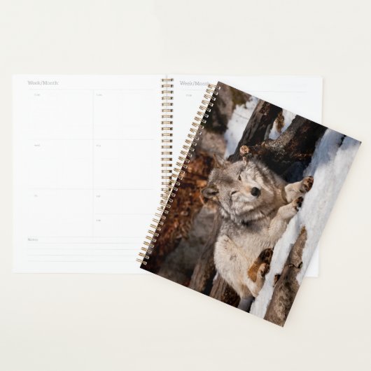 Easttern Gray Wolf (Devant avec enveloppe)