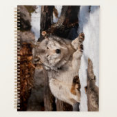 Easttern Gray Wolf (Devant)