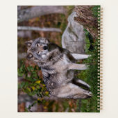 Easttern Gray Wolf (Dos)
