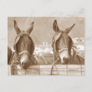 Easy Restin Briefkaart