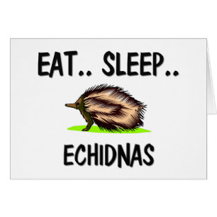 Eat Sleep ECHIDNAS