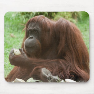 Eating Orangutan Muismat