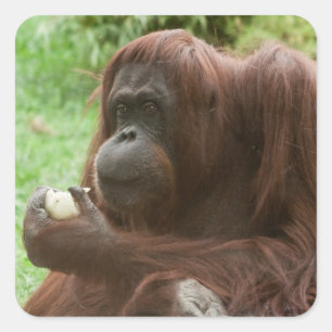 Eating Orangutan Vierkante Sticker