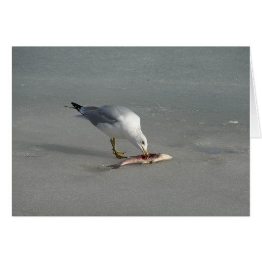 Eatvis (Voorkant Horizontaal)