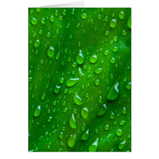 Eau sur la feuille (Devant)