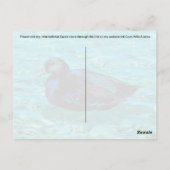 Ebony Duck - Carte postale (Dos)