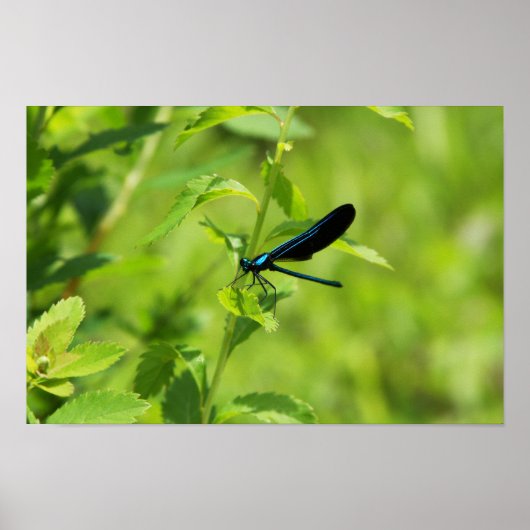 Ebony Jewelwing Poster (Voorkant)
