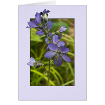 Échelle Jacob - Carte d'art 5" x 7"