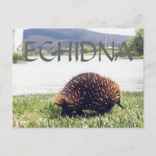 Echelna dierlijke natuur aanpassen personaliseren briefkaart