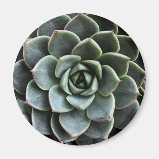Echeveria Fabiola Magnet Magneet