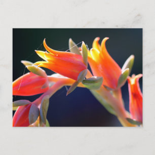 Echeveria hen en cichorei bloemen briefkaart