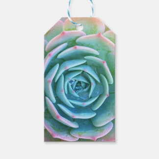 Echeveria Imbricata Succulent Gift Label Cadeaulabel